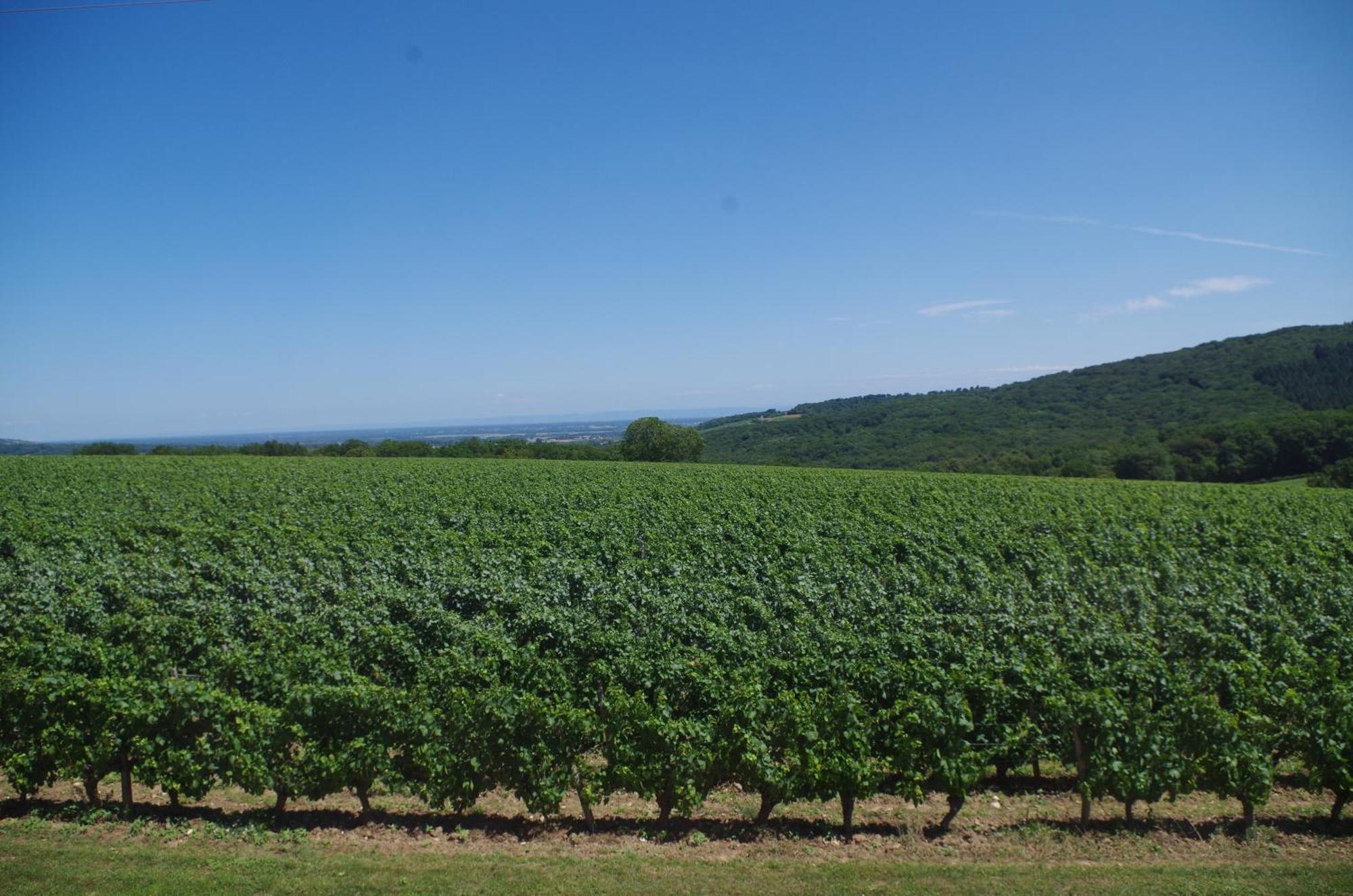Domaine Joseph Lafarge Wine Resort Winemaker House La Maison Du Negociant リュニー郡 エクステリア 写真